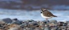 ringedPlover_111014a.jpg