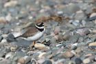 ringedPlover_130313c.jpg