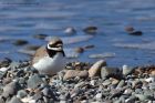 ringedPlover_130313n.jpg