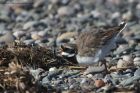 ringedPlover_130313y.jpg