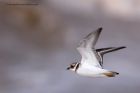 ringedPlover_170912a.jpg