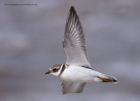 ringedPlover_170912c.jpg