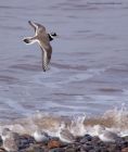 ringedPlover_210311a.jpg