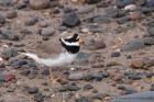 ringedPlover_210311b.jpg