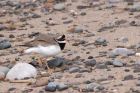 ringedPlover_210311c.jpg