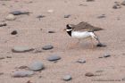 ringedPlover_210311d.jpg