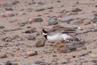 ringedPlover_210311e.jpg