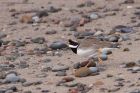 ringedPlover_210311f.jpg