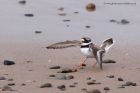 Filename=ringedPlover_210311i.jpg
Filesize=227KB
Dimensions=1000x667
Date added=Mar 22, 2011 ringedPlover_210311i.jpg