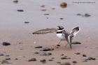 ringedPlover_210311i.jpg