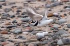 ringedPlover_210311j.jpg