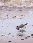 ringedPlover_210311k.jpg