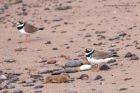 ringedPlover_210311o.jpg