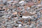 ringedPlover_210311p.jpg