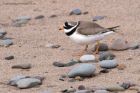 ringedPlover_210311r.jpg