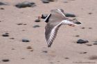 ringedPlover_210311s.jpg