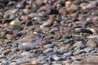 ringedPlover_210812g.jpg