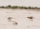 ringedPlover_230408a.jpg