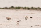 ringedPlover_230408b.jpg