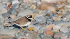 ringedPlover_240217a.jpg