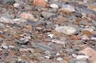 ringedPlover_270811f.jpg