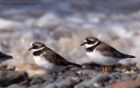 ringedPlover_280911b.jpg