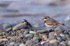 ringedPlover_280911d.jpg