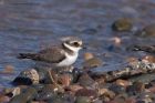 ringedPlover_280911f.jpg