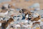 ringedPlover_RP_070521c.jpg