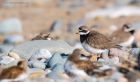 ringedPlover_RP_070521d.jpg