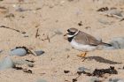 ringedplover_150915a.jpg