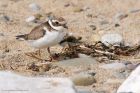 ringedplover_150915d.jpg