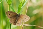 ringlet_230716a.jpg