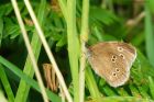 ringlet_230716b.jpg