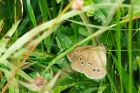 ringlet_LattBarr_110721a.jpg