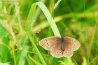 Filename=ringlet_high_plat_240721g~0.jpg
Filesize=814KB
Dimensions=1300x867
Date added=Aug 21, 2024 ringlet_high_plat_240721g~0.jpg