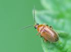 riverbrock_beetle_2705a.jpg