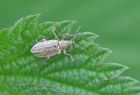 riverbrock_beetle_2705b.jpg