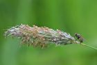 riverbrock_fly_2705f.jpg