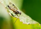 robberFly_310510a.jpg