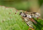 robberFly_310510c.jpg