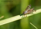 robberFly_310510d.jpg