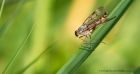 robberFly_310510e.jpg