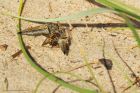 robberfly_dunes_030820c.jpg