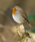 robin_011207a.jpg