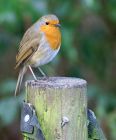 robin_0303a.jpg