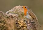 robin_060310a.jpg