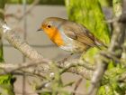 robin_070208b.jpg