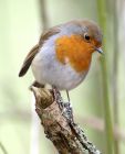 robin_0903b.jpg