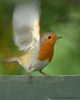 robin_091010a.jpg